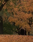 2000_-_Autumn_In_New_York_mp42094.jpg