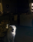 Filename=Stranger_Things_S01E03_mp48299.jpg
Filesize=797KiB
Dimensions=1920x960
Date added=Jul 19, 2023 Stranger_Things_S01E03_mp48299.jpg
