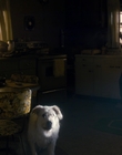 Filename=Stranger_Things_S01E03_mp48300.jpg
Filesize=774KiB
Dimensions=1920x960
Date added=Jul 19, 2023 Stranger_Things_S01E03_mp48300.jpg