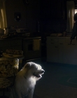 Filename=Stranger_Things_S01E03_mp48305.jpg
Filesize=806KiB
Dimensions=1920x960
Date added=Jul 19, 2023 Stranger_Things_S01E03_mp48305.jpg